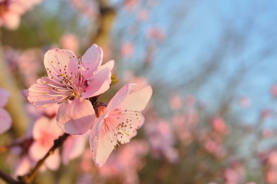 Detail of pink flowers of apricot tree in spring
