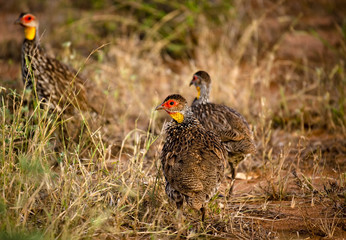 Yellow necked spurfowl in scrub land