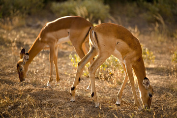 Two female impala grazing