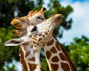 Fotobehang Giraf Volwassen giraffen die elkaar verzorgen
