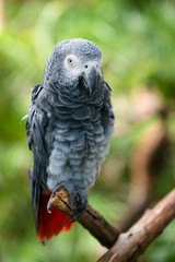 Portrait of African Gray Parrot