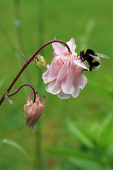 Akelei mit Hummel