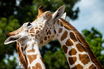 Adult giraffes grooming each other
