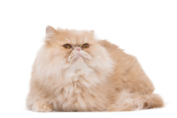 Persian cat sitting on the white background.