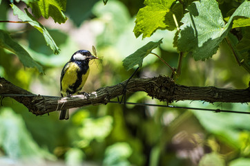 Litle bird