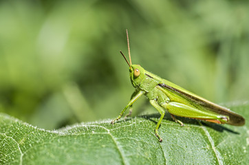 Grasshopper