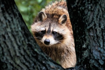 Raccoon in natural ambiance