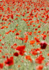 field with poppies