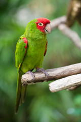 Portrait of red and green conure parrot