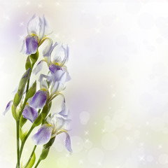 Fototapeta na wymiar Irises