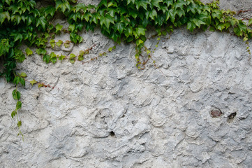 old plaster with ivy