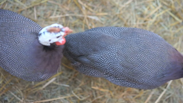 farm guinea-fowl