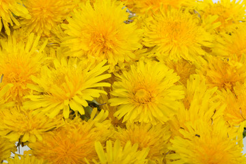 beautiful yellow flower of Dandelion