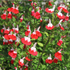 fleur de sauge arbustive