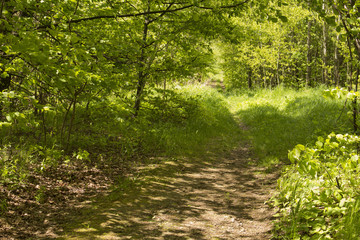 rural road into the forest