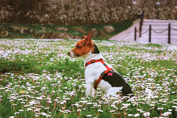 A jack russell on the green grass