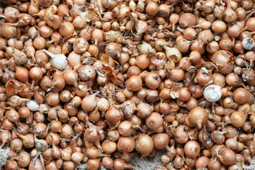 texture of small bulbs for planting