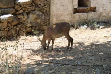 samaria gorge
