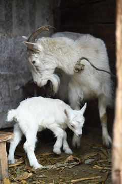 White domestic goat with kids
