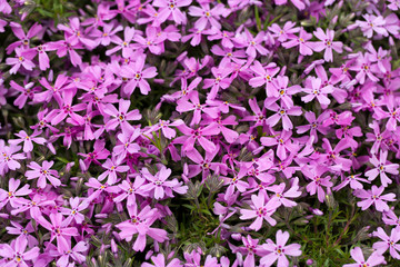 Fototapeta premium Aubrieta cultorum - pink or purple small flowers