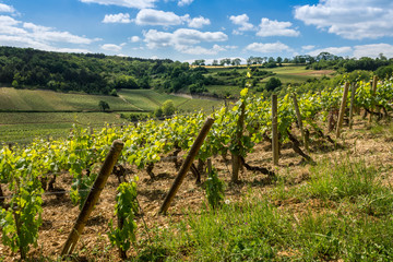 Fototapeta na wymiar paysage de Bourgogne