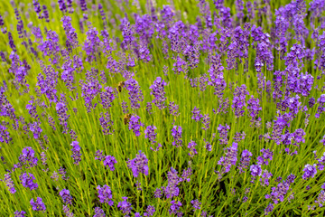 beautiful lavender background with bee