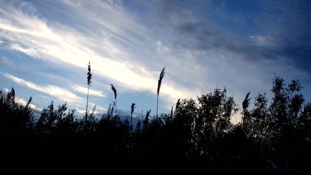 Ciel