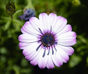 white and purple daisy