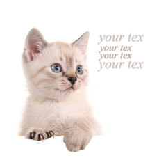 Kitten with a blank sheet of pape