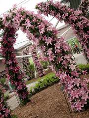 Lilly Show in Keukenhof Park, Amsterdam