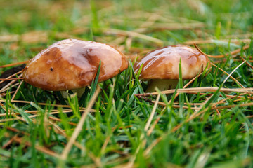 two little mushrooms