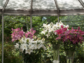 Lilly Show in Keukenhof Park, Amsterdam