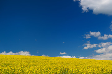 Oil seed rape field against blue sky