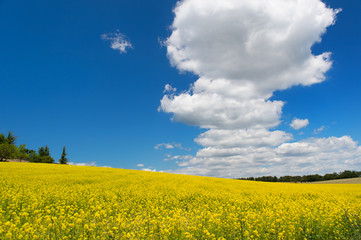 Fototapeta na wymiar Oil seed rape field against blue sky