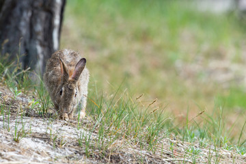 European rabbit