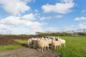 Fototapeta na wymiar Sheep at Dutch wadden island Terschelling