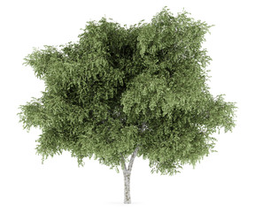 Fototapeta premium silver birch tree isolated on white background