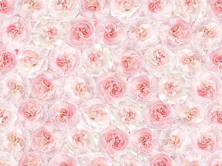 Flower background from a pink carnation