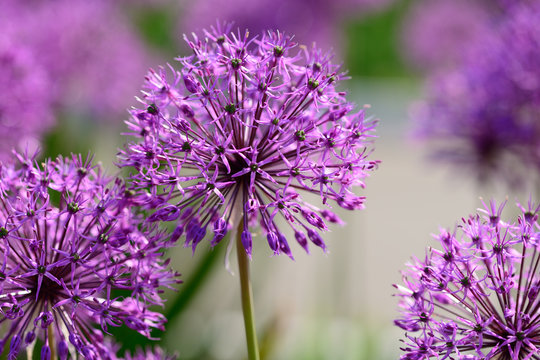 Fototapeta Allium flowers closeup