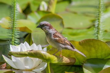 Neugieriger Vogel