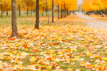 autumn park