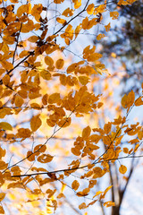 autumn trees