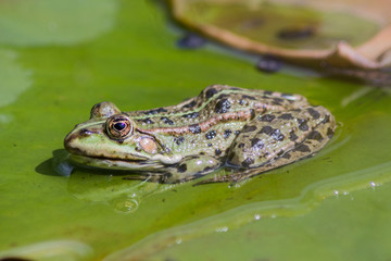 Frosch