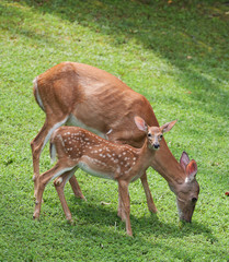 Naklejka na ściany i meble Morning pair of whitetail deer with one of them a fawn young enough to still be in spots