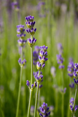 Lavendel