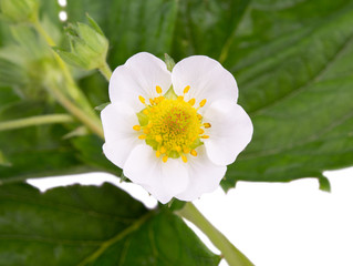 white Strawberry Blossom