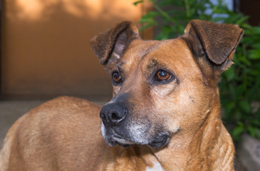 brown dog looking away