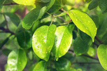 Fresh green leaves after rain