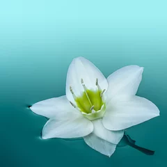 Afwasbaar Fotobehang Waterlelie Amazon Lily