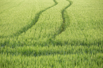 Obraz na płótnie Canvas fresh green wheat field